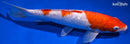 11" GINRIN KOHAKU