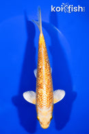 7.25" GINRIN YAMABUKI OGON