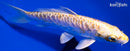 5.75" DOITSU YAMABUKI OGON