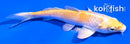 4" LEMON HARIWAKE