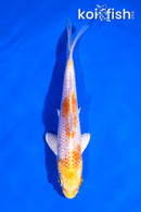 5.5" HARIWAKE