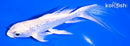 5.5" GINRIN PLATINUM OGON BUTTERFLY
