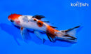6" CALICO WAKIN GOLDFISH