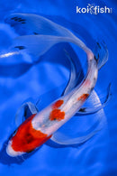 8.25" SANKE BUTTERFLY