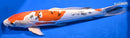 15.5" HEISEI NISHIKI
