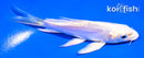 4.5" DOITSU PLATINUM OGON BUTTERFLY