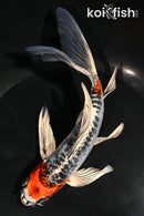 7.25" BENI KIKOKURYU BUTTERFLY