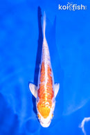5.5" KIKUSUI