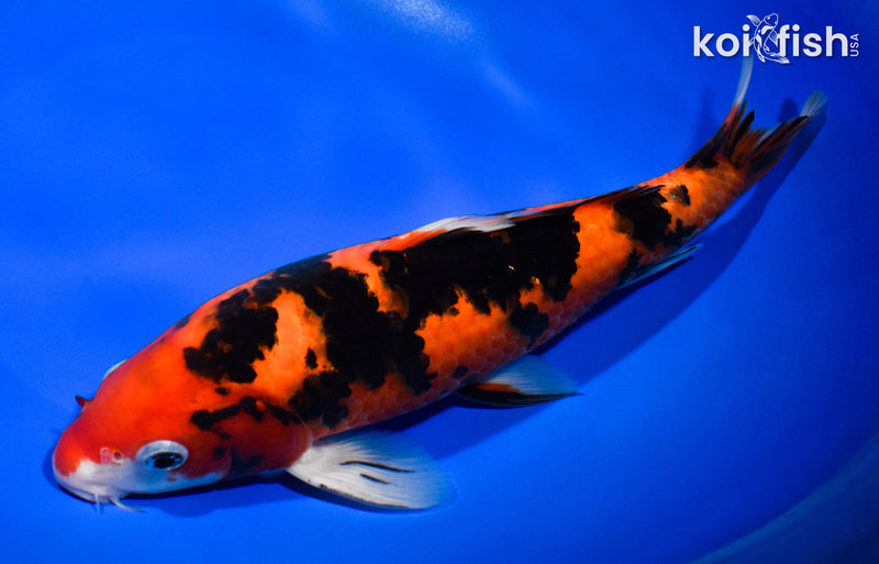 10" AKA SANKE