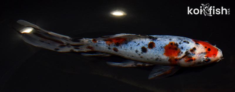 7.5" SHUBUNKIN GOLDFISH