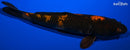 8.75" HI UTSURI