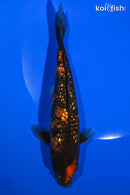 7.5" GINRIN HI UTSURI