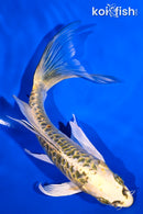 6.5" ARAGOKE KI MATSUBA BUTTERFLY