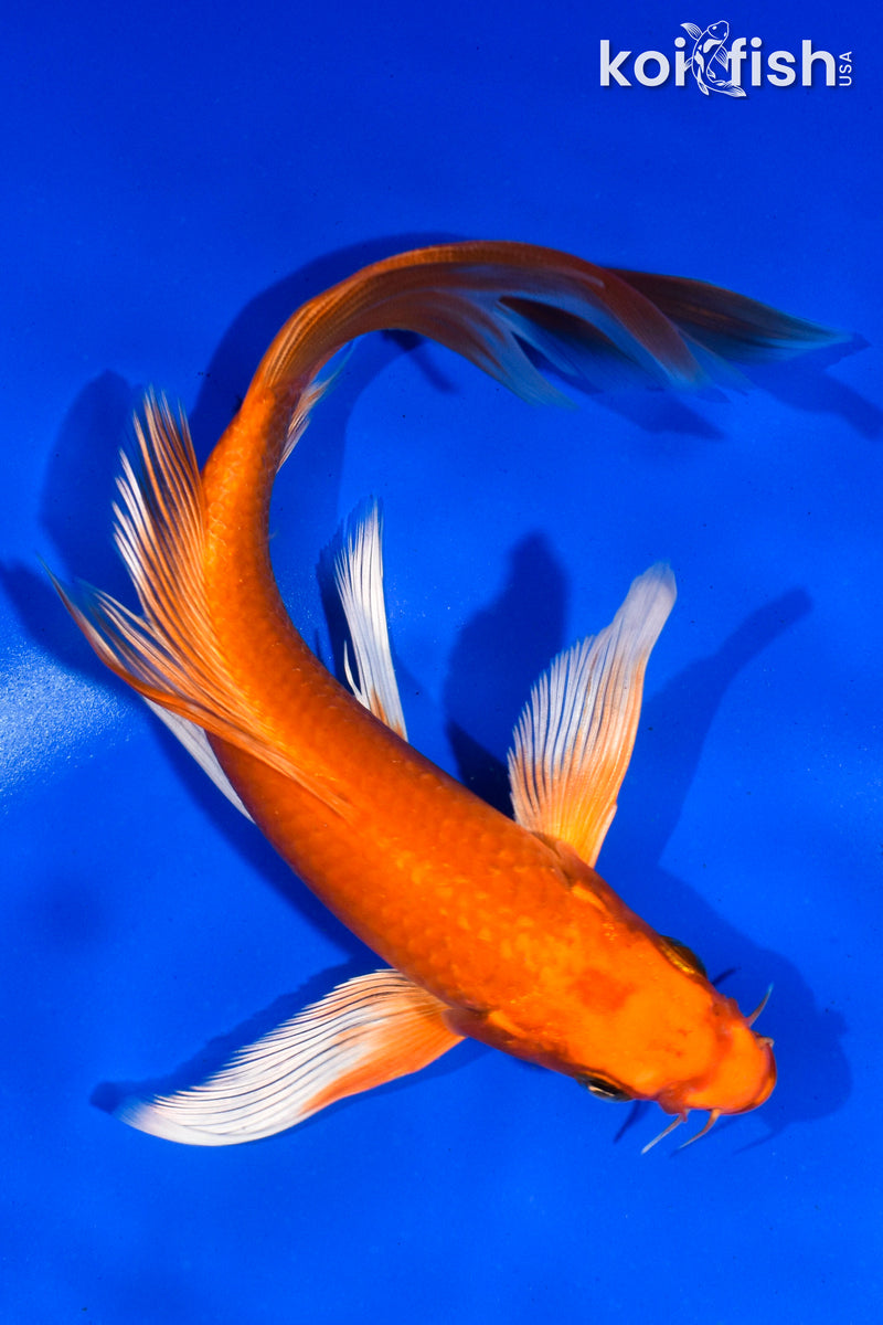 7" ORENJI OGON BUTTERFLY