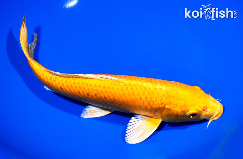 9.25" YAMABUKI OGON