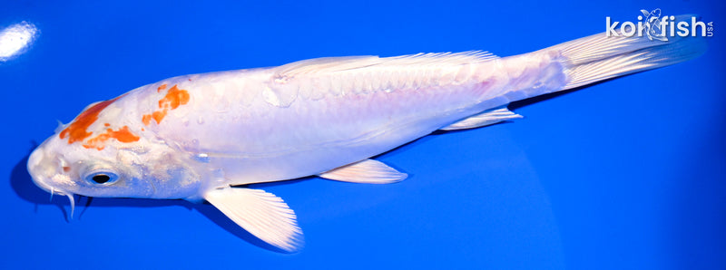 7.5" KIKUSUI