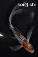 7.5" OCHIBA SHIGURE BUTTERFLY