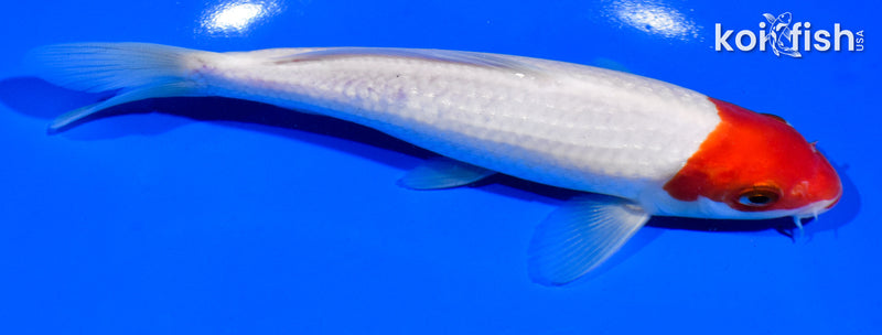 6.5" HOODED TANCHO KOHAKU