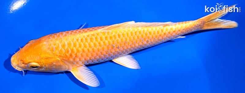 7" ORENJI OGON