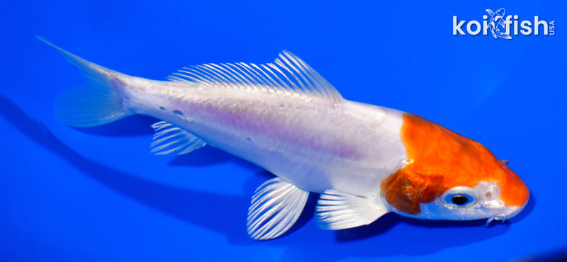 5.5" KIKUSUI