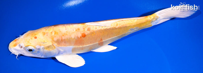 10.5" DOITSU HARIWAKE