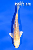 4" GINRIN YAMABUKI OGON