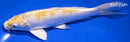6.75" LEMON HARIWAKE