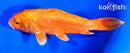 7" DOITSU ORENJI OGON