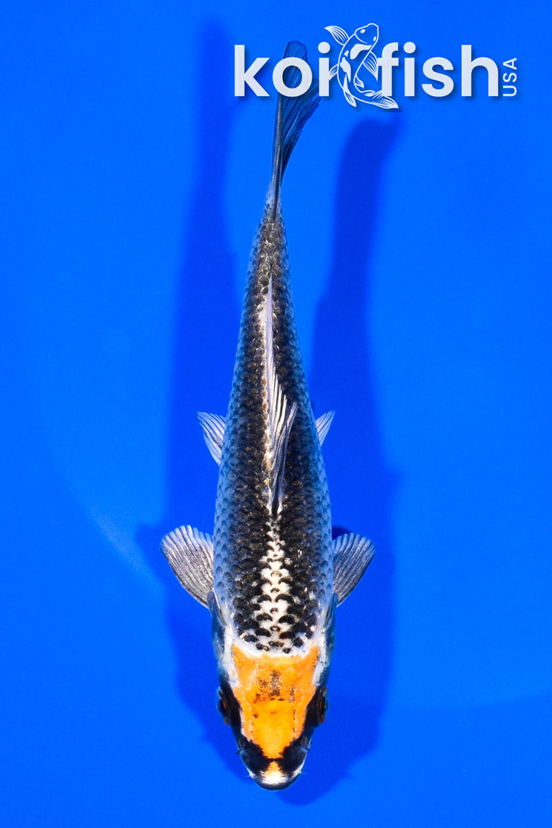 5" BENI GINGA