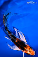 6.25" YAMATO NISHIKI BUTTERFLY