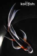 5" ASAGI BUTTERFLY