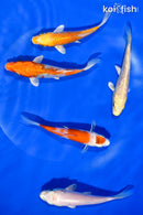 PACK OF (5) 4-4.5" STANDARD KOI