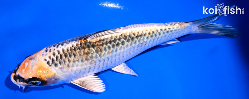 7" KUJAKU