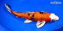 11.75" GINRIN YAMATO NISHIKI