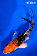 4.75" YAMATO NISHIKI BUTTERFLY