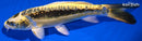 7.25" KIN KIKOKURYU