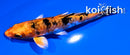 4.5" HEISEI NISHIKI