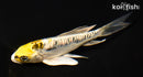 5.25" GINRIN ARAGOKE KUJAKU BUTTERFLY