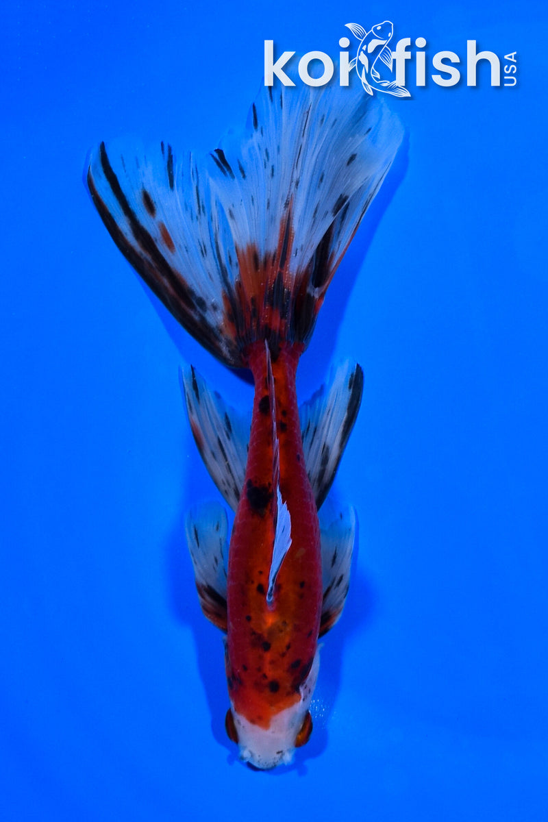 6.25" WATONAI GOLDFISH