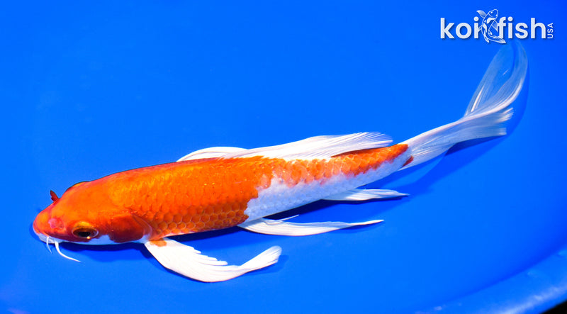 9" HARIWAKE BUTTERFLY