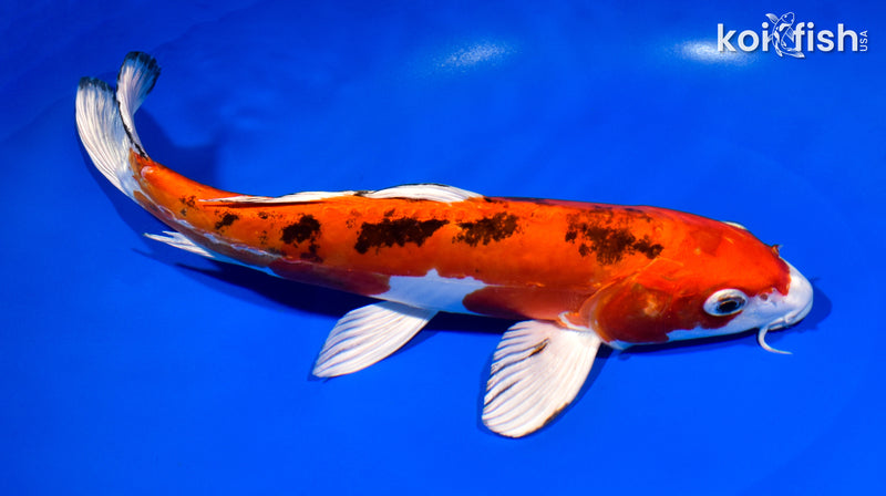 10.75" HEISEI NISHIKI