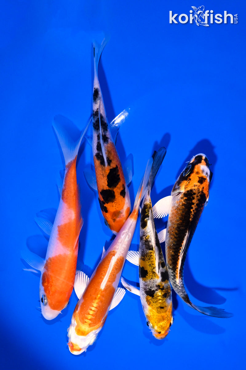 PACK OF (5) 4-5" STANDARD KOI