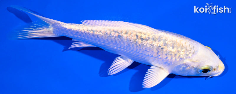 5" GINRIN LEMON HARIWAKE