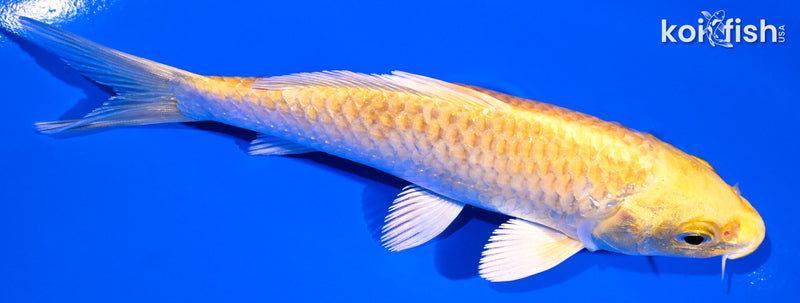 5.25" YAMABUKI OGON