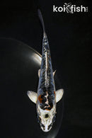 5.25" BENI KIKOKURYU