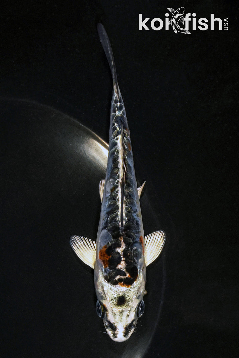 5.25" BENI KIKOKURYU