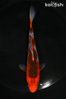 5" GOROMO