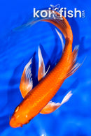 7.5" ORENJI OGON BUTTERFLY