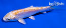 4.5" DOITSU LEMON HARIWAKE