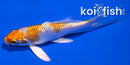 4.5" GINRIN HARIWAKE BUTTERFLY